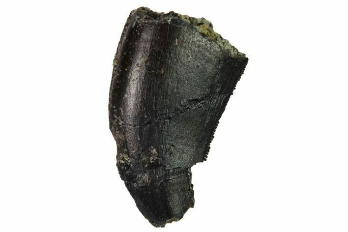 Bargain, Serrated, Allosaurus Tooth - Bone Cabin Quarry, Wyoming #171238